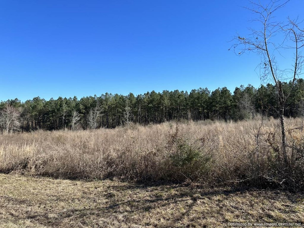 0 J J Carter Road Magnolia, MS 39652 - Photo 5 of 15 Photo 5