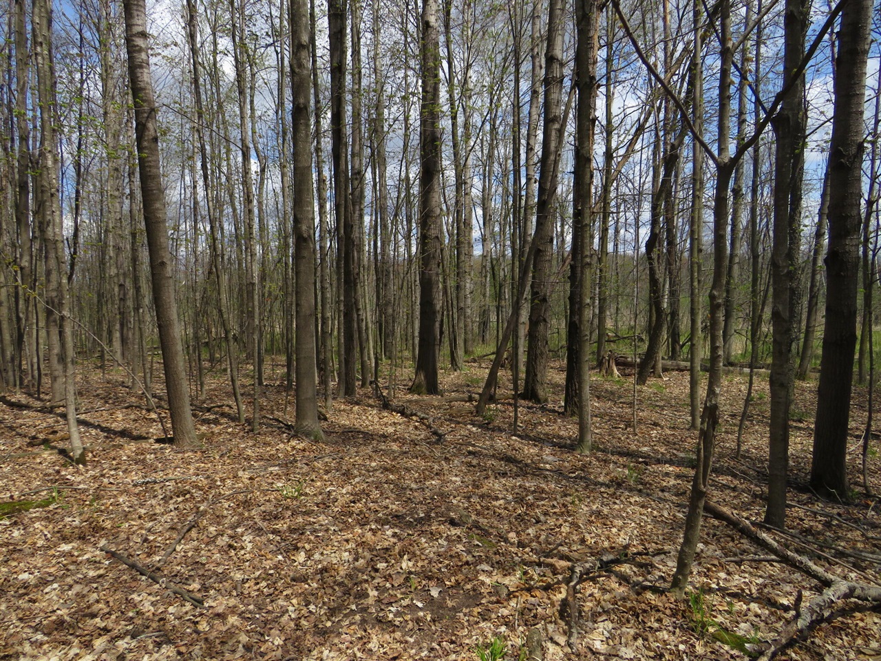 Peoples Road Blanchard, MI 49310 - Photo 10 of 26