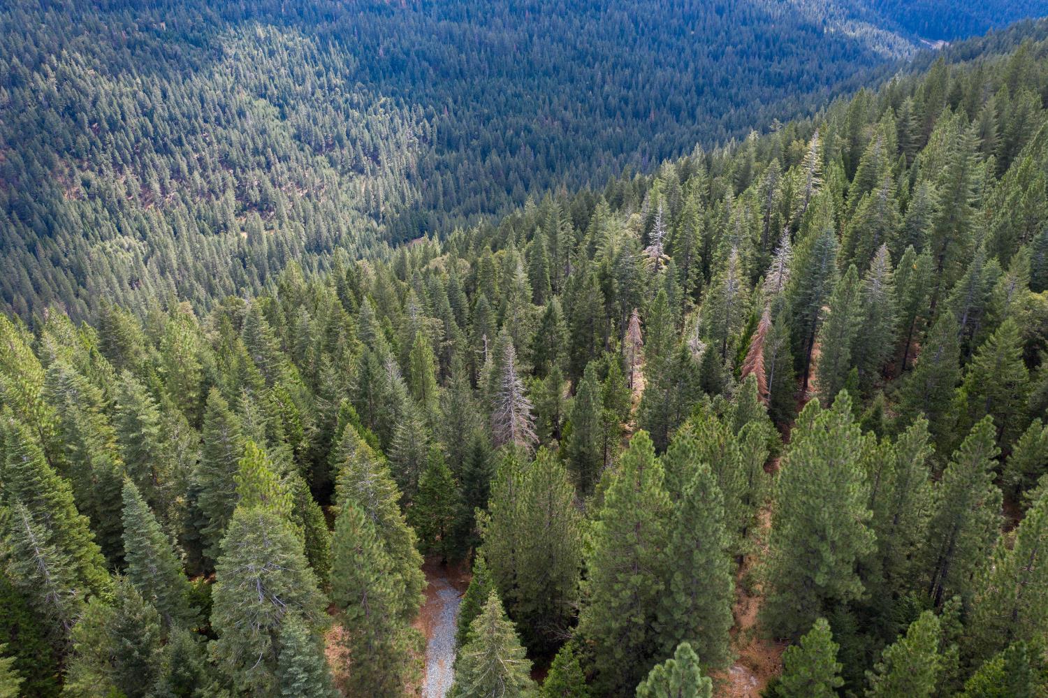 a view of a forest with a street