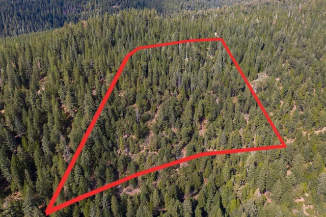 a view of a forest with a tree