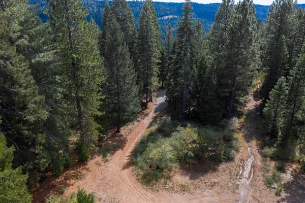 a view of a forest with trees