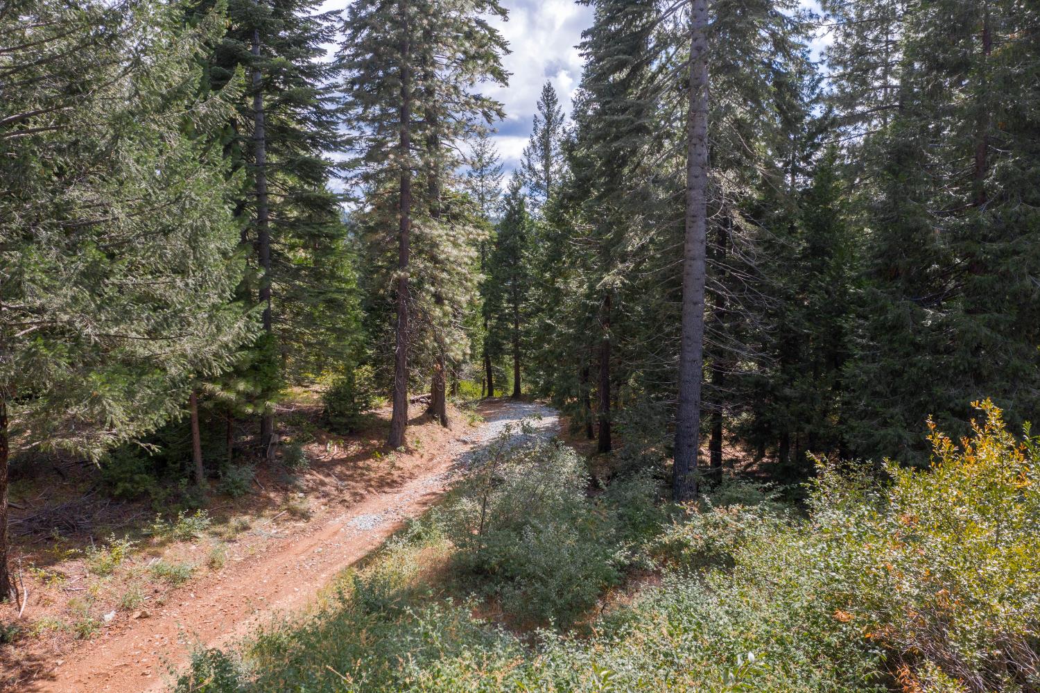 11023 Lowell Hill Road Nevada City, CA 95959 - Photo 4 of 5 a view of a forest with trees