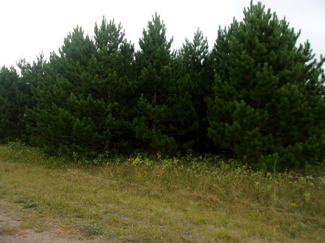 Lot 4 Allyn Road Mercer, WI 54547 - Photo 11 of 20 Gallery Image 11
