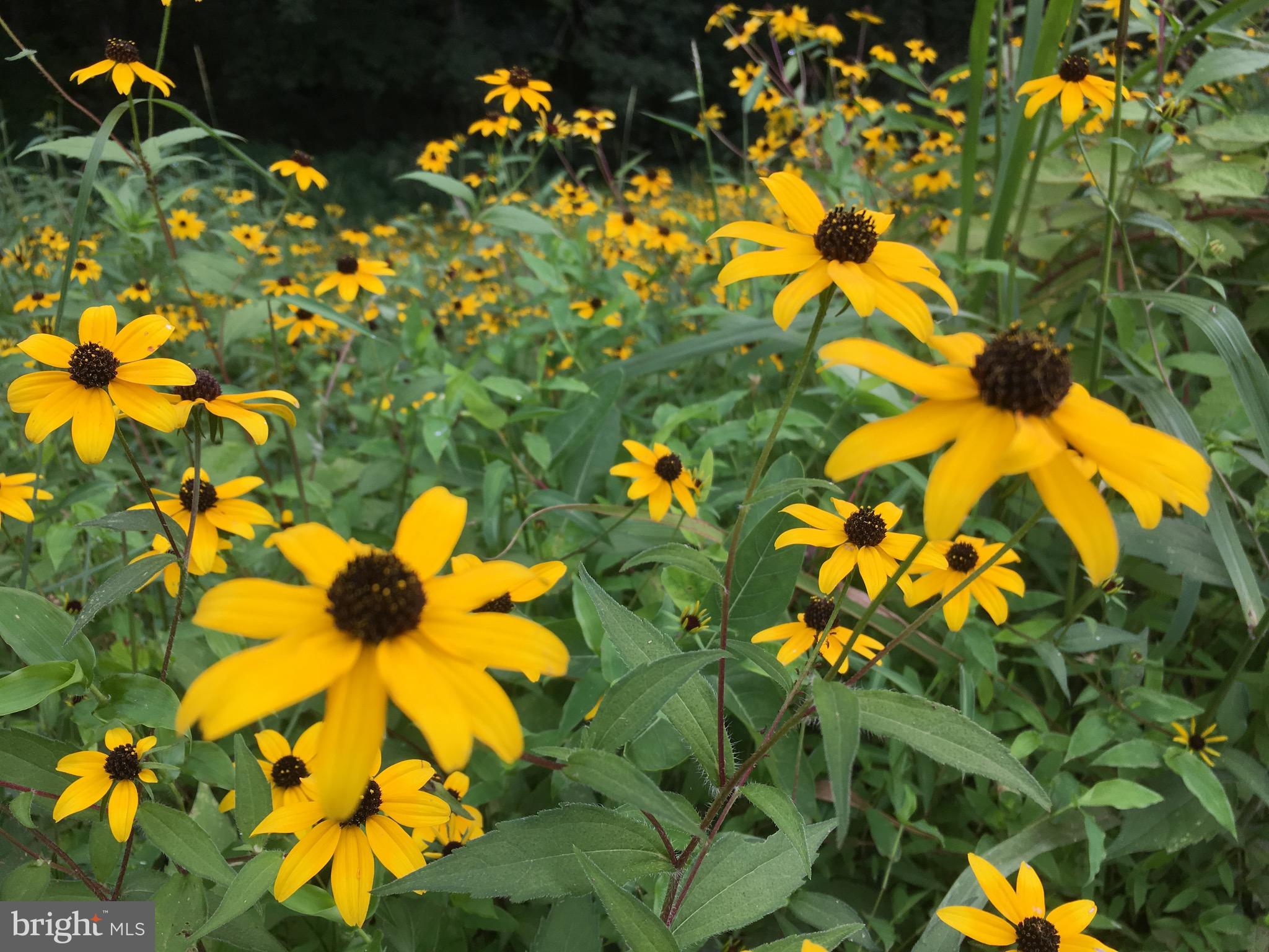 43351 Spinks Ferry Road Leesburg, VA 20176 - Photo 41 of 48 Flowers blooming every season