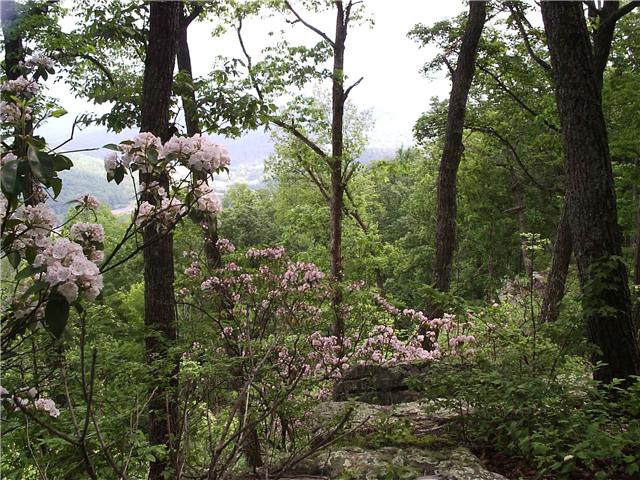 32 Eagle Rock Road Monteagle, TN 37356 - Photo 2 of 6 Typical woodlands along the rim.....Tranquil, secluded!
