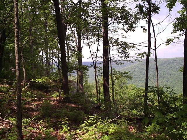 32 Eagle Rock Road Monteagle, TN 37356 - Photo 3 of 6 Big trees in places along the brow are magnificent!