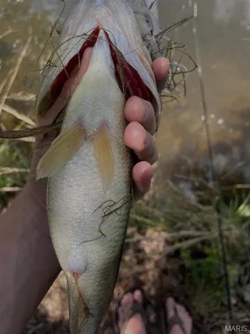 $1,075,000 | 0 County Road 349, Piedmont, MO 63957