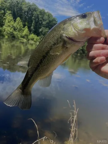 $1,075,000 | 0 County Road 349, Piedmont, MO 63957