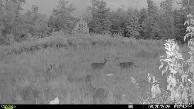 $1,075,000 | 0 County Road 349, Piedmont, MO 63957