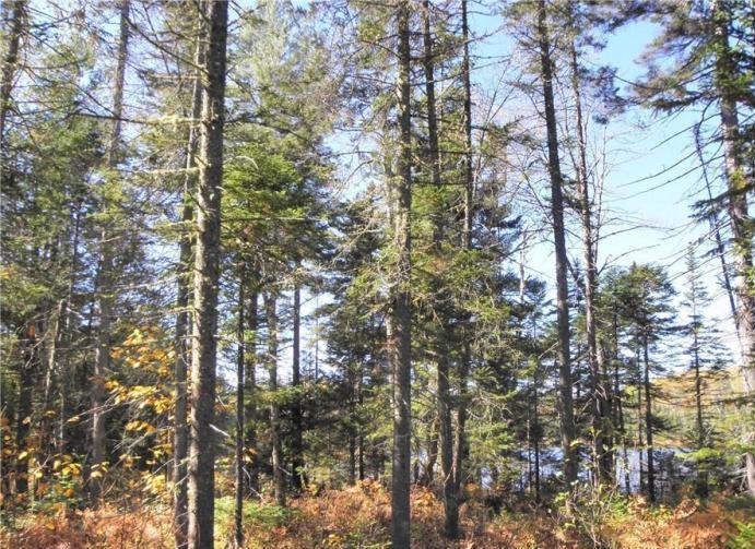 0 Off Route 27 Road Eustis, ME 04936 - Photo 6 of 10 wooded