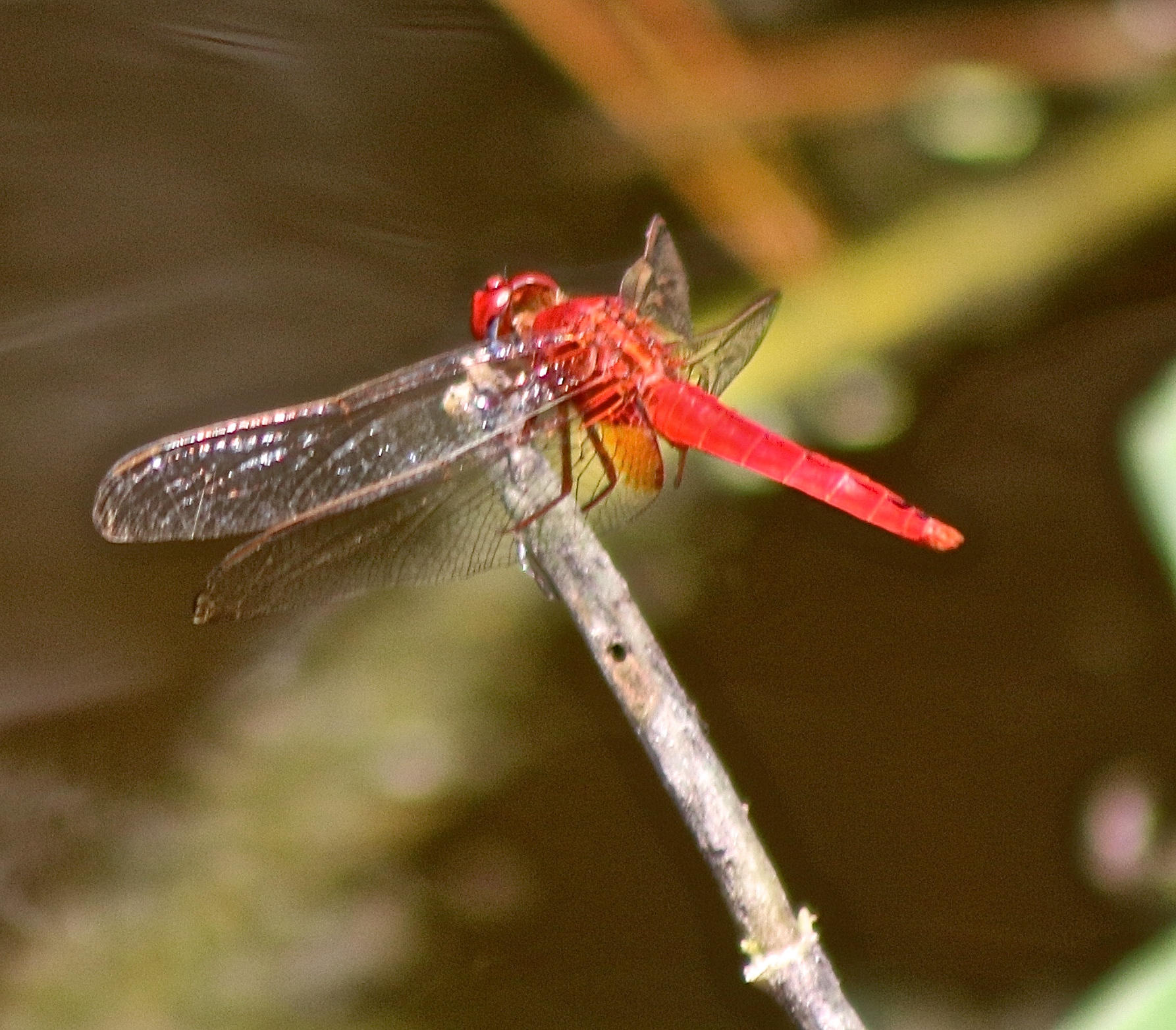 8841 First Tee Road Port St. Lucie, FL 34986 - Photo 107 of 228 209 Red Dragonfly