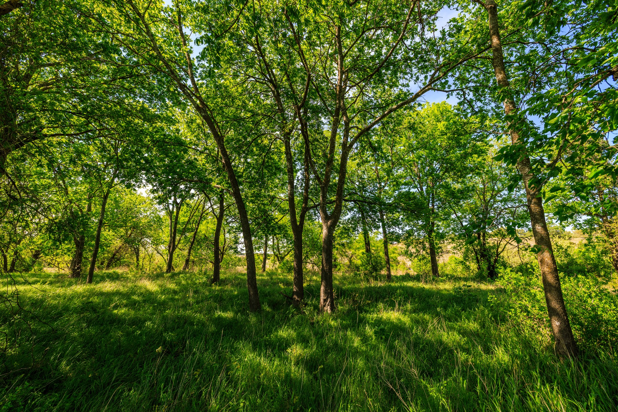 Lot 2 Byrd Ranch Road Johnson City, TX 78636 - Photo 14 of 40 View of local wilderness