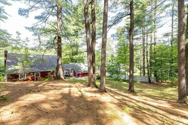 a view of a yard with plants and large trees