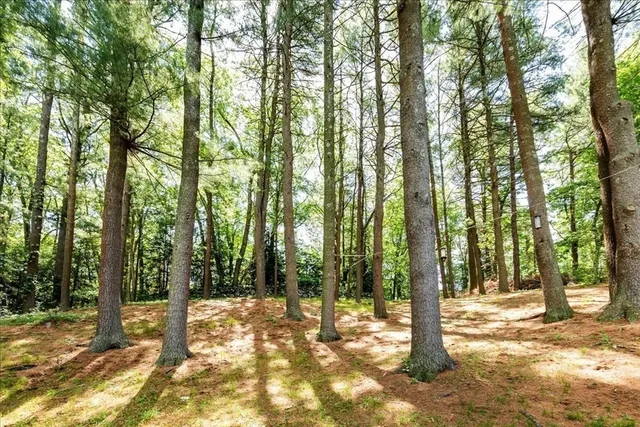 a view of a yard with trees