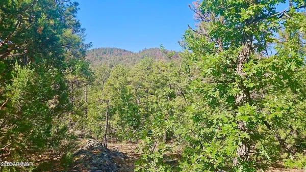a view of a bunch of trees in the background