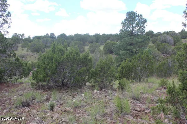 a view of a forest with trees in the background