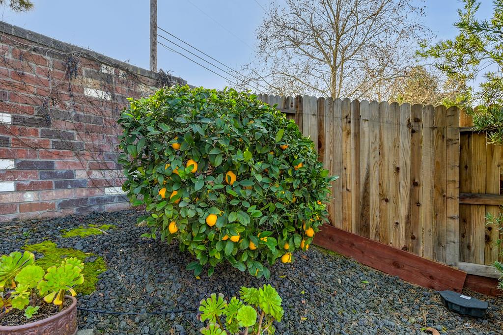 9594 Prost Court Elk Grove, CA 95758 - Photo 46 of 46 a backyard of a house with lots of green space