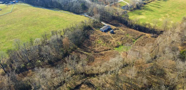 a view of a yard with plants and large trees