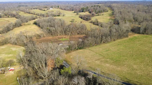 a view of lot of trees and covered with fog