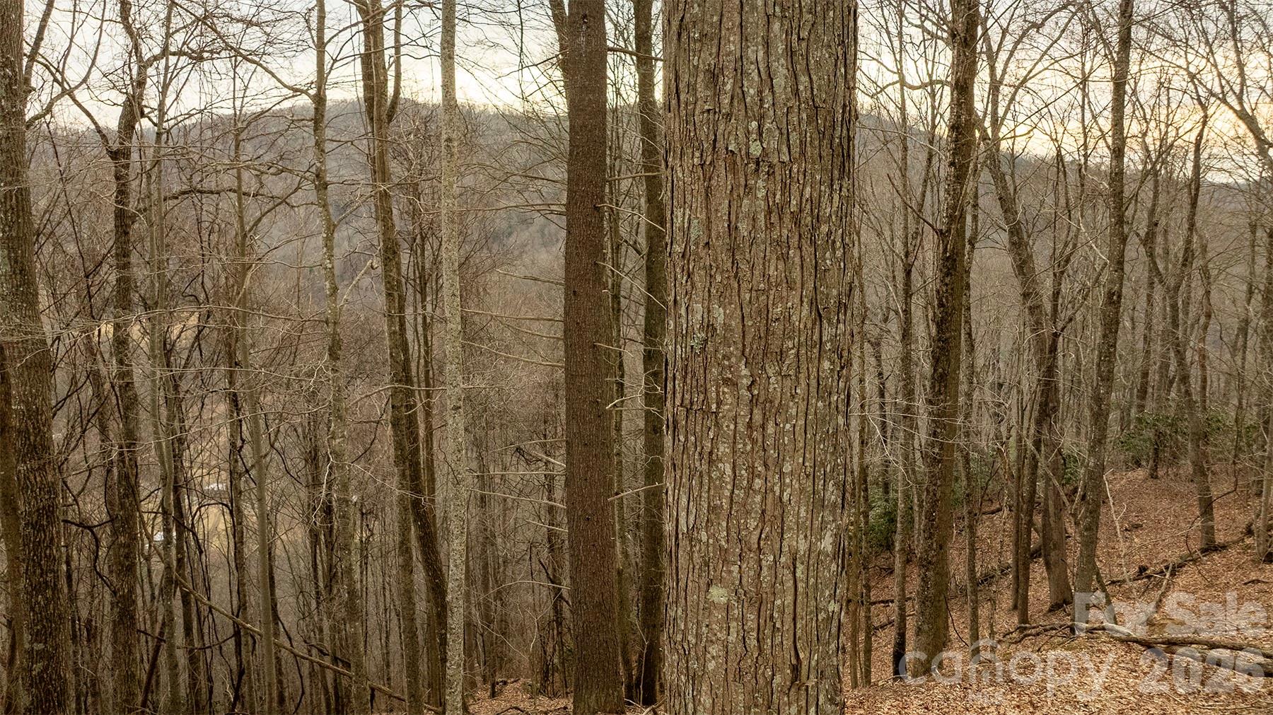 0 Devils Knob Road Mars Hill, NC 28754 - Photo 11 of 24 a view of a forest