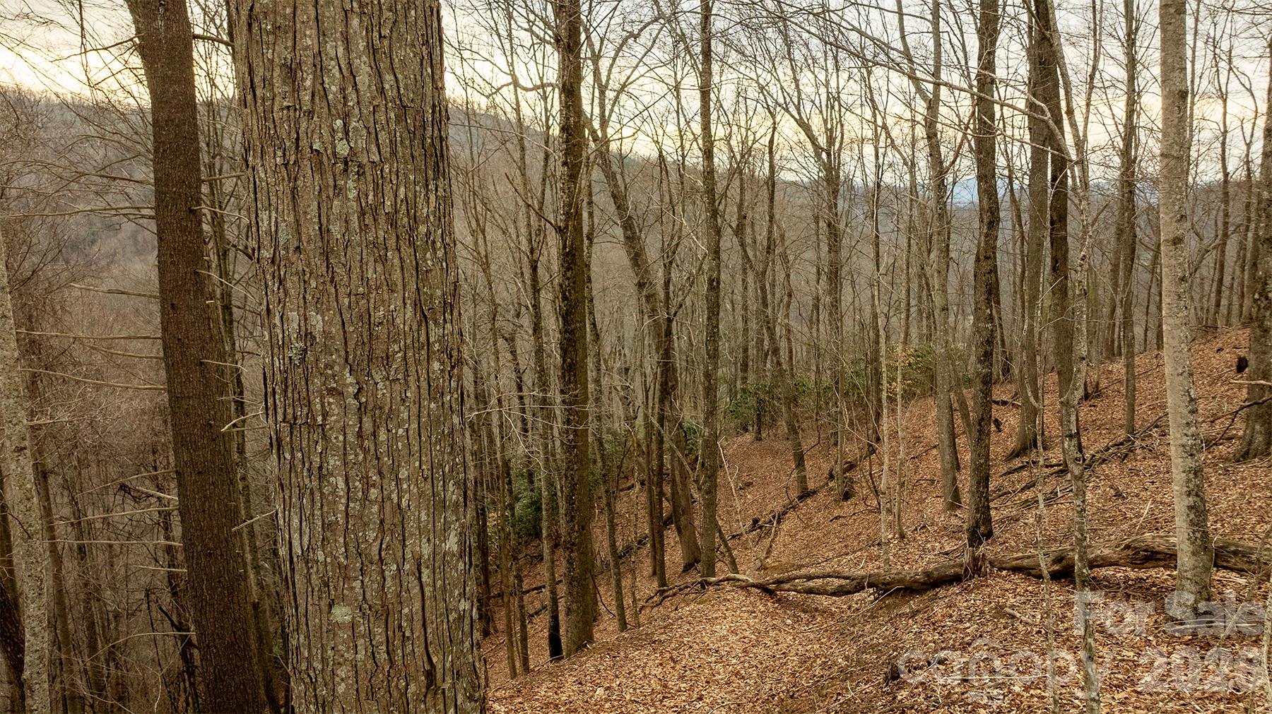 0 Devils Knob Road Mars Hill, NC 28754 - Photo 12 of 24 a view of a backyard of the house
