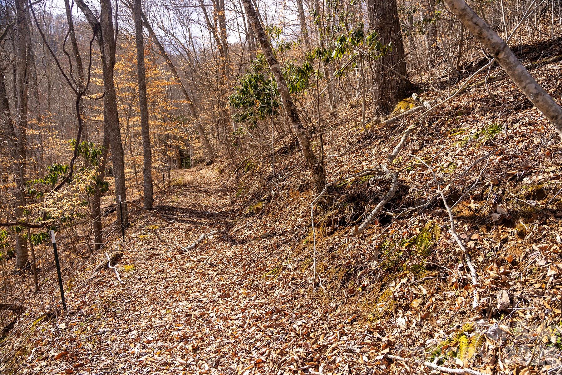 0 Devils Knob Road Mars Hill, NC 28754 - Photo 13 of 24 a view of a yard with a tree