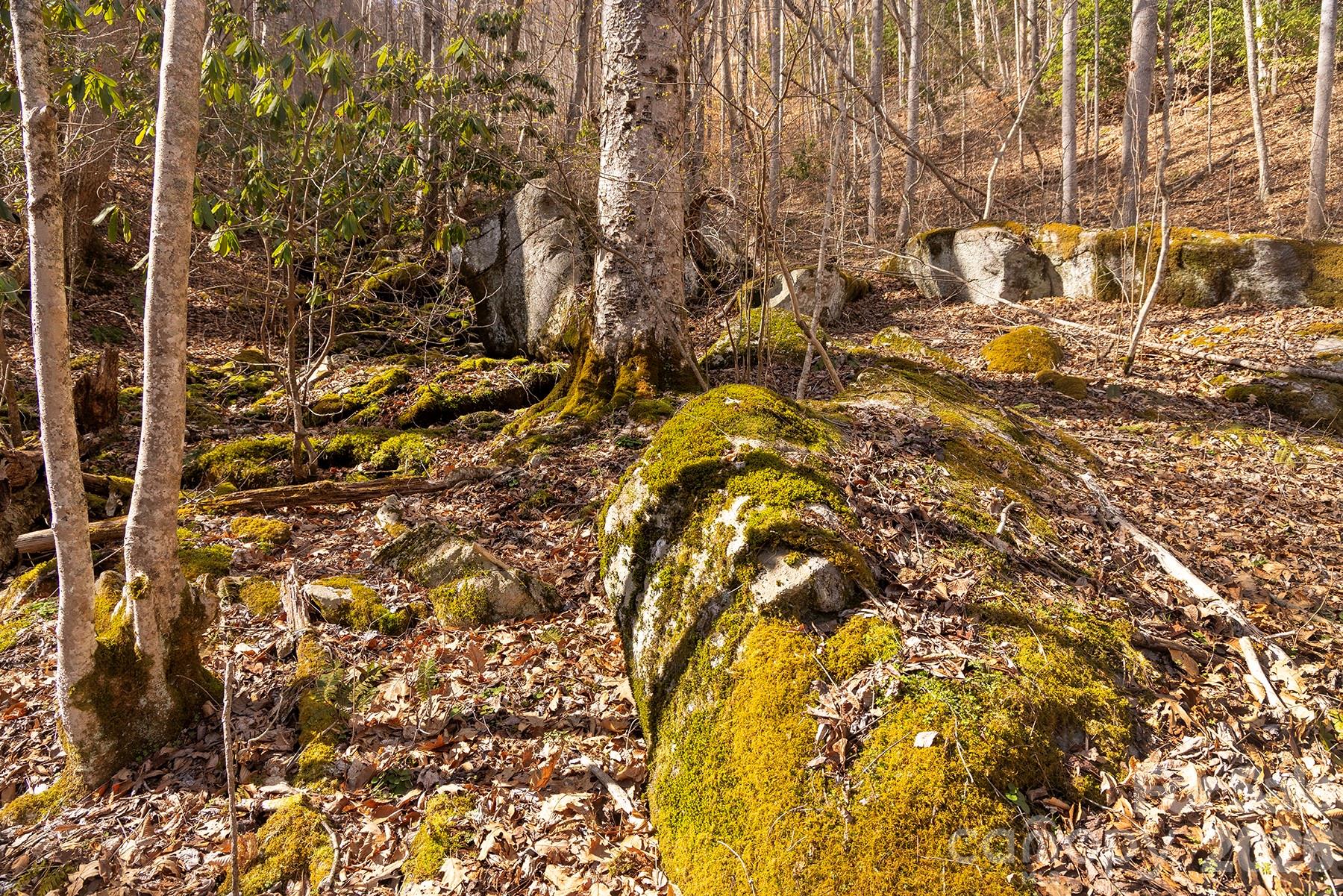 0 Devils Knob Road Mars Hill, NC 28754 - Photo 18 of 24 a view of a tree with a tree