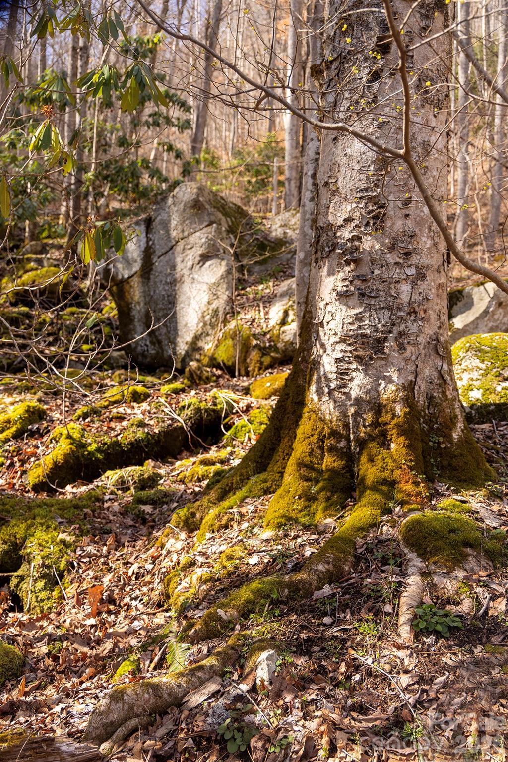 0 Devils Knob Road Mars Hill, NC 28754 - Photo 19 of 24 a view of a yard