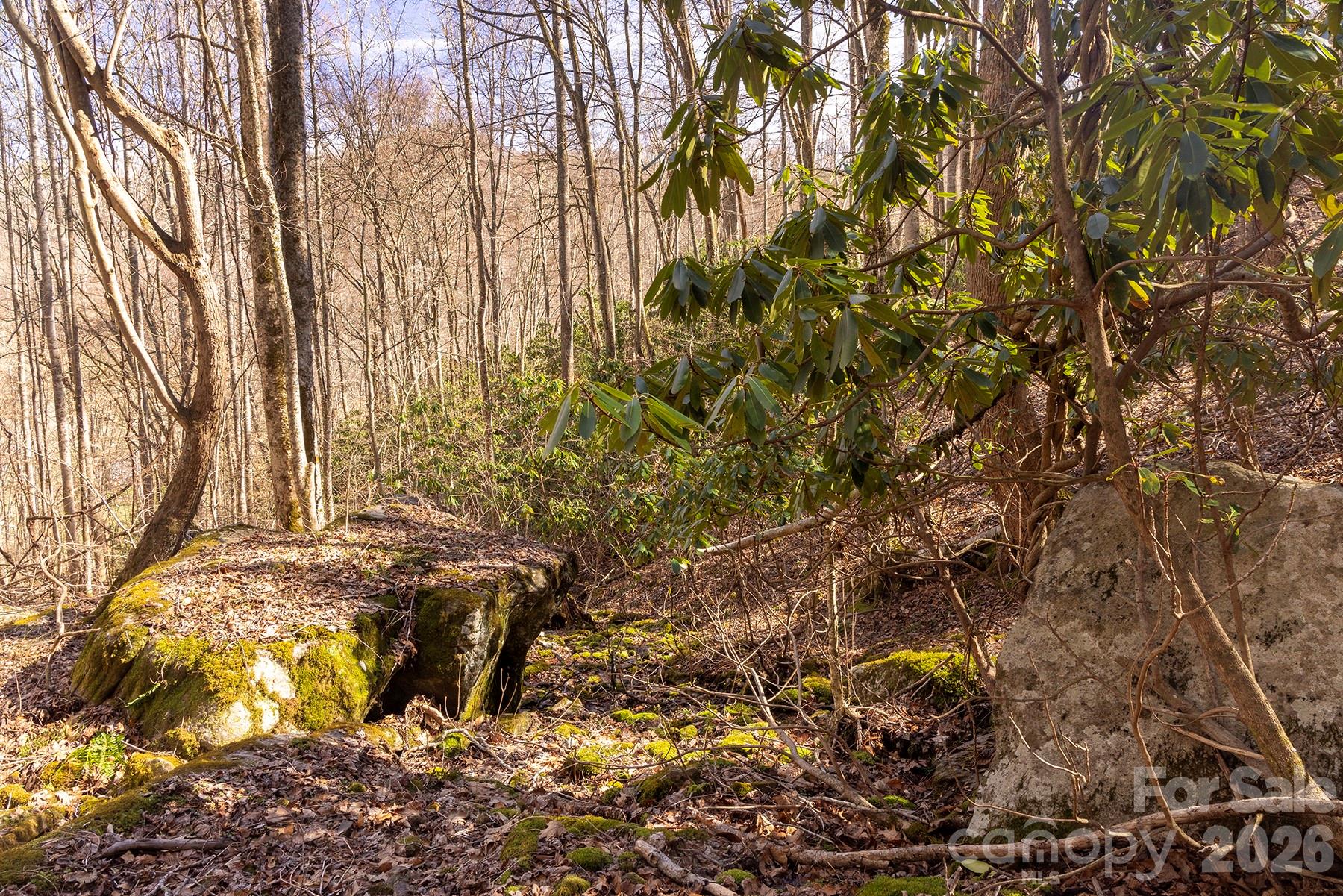 0 Devils Knob Road Mars Hill, NC 28754 - Photo 20 of 24 a view of a yard with plants and trees