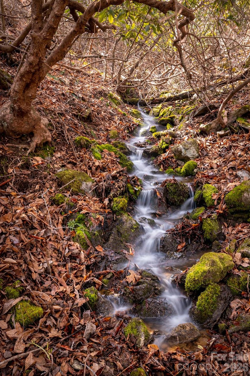 0 Devils Knob Road Mars Hill, NC 28754 - Photo 24 of 24 a view of a tree with a plant