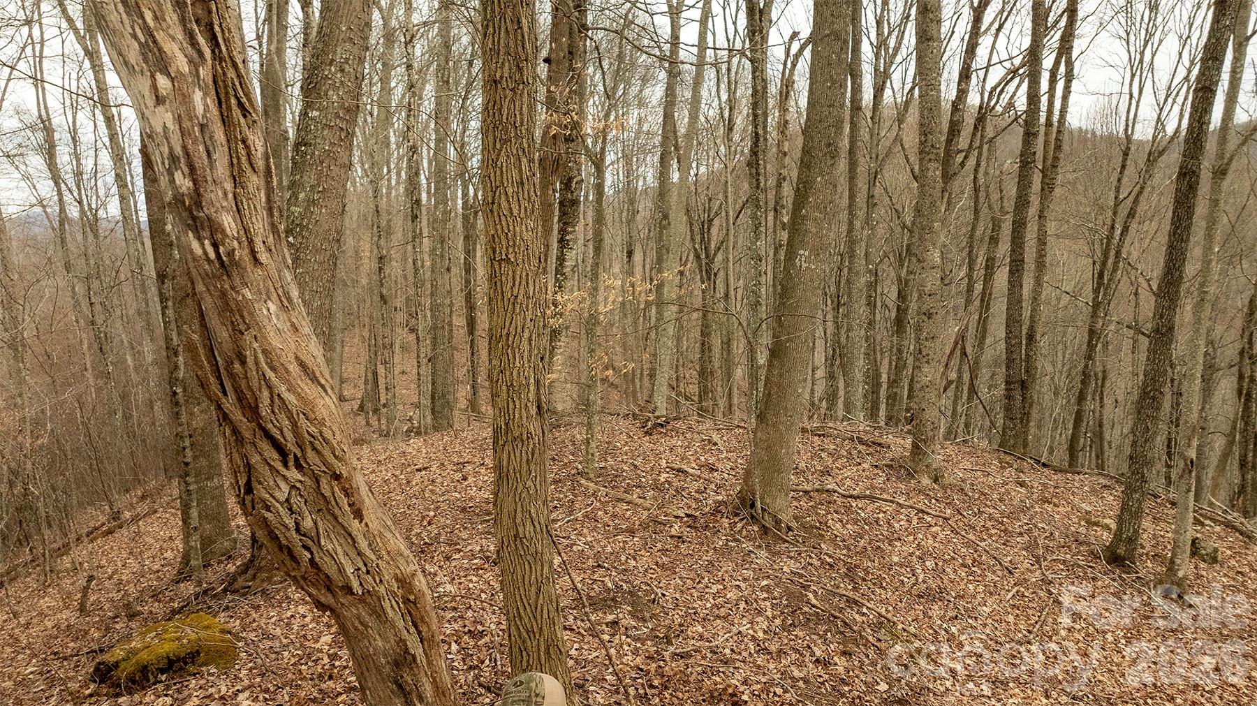 0 Devils Knob Road Mars Hill, NC 28754 - Photo 5 of 24