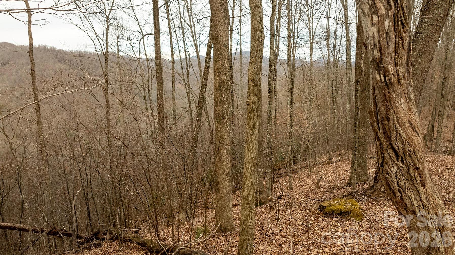 0 Devils Knob Road Mars Hill, NC 28754 - Photo 7 of 24 a view of a forest