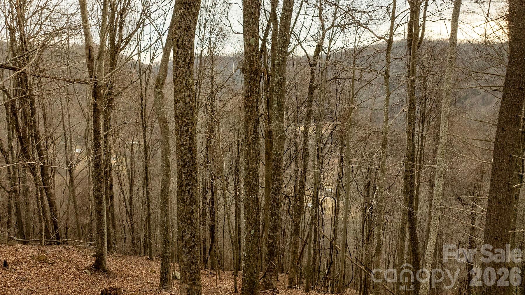 0 Devils Knob Road Mars Hill, NC 28754 - Photo 9 of 24 a view of a yard with lots of trees