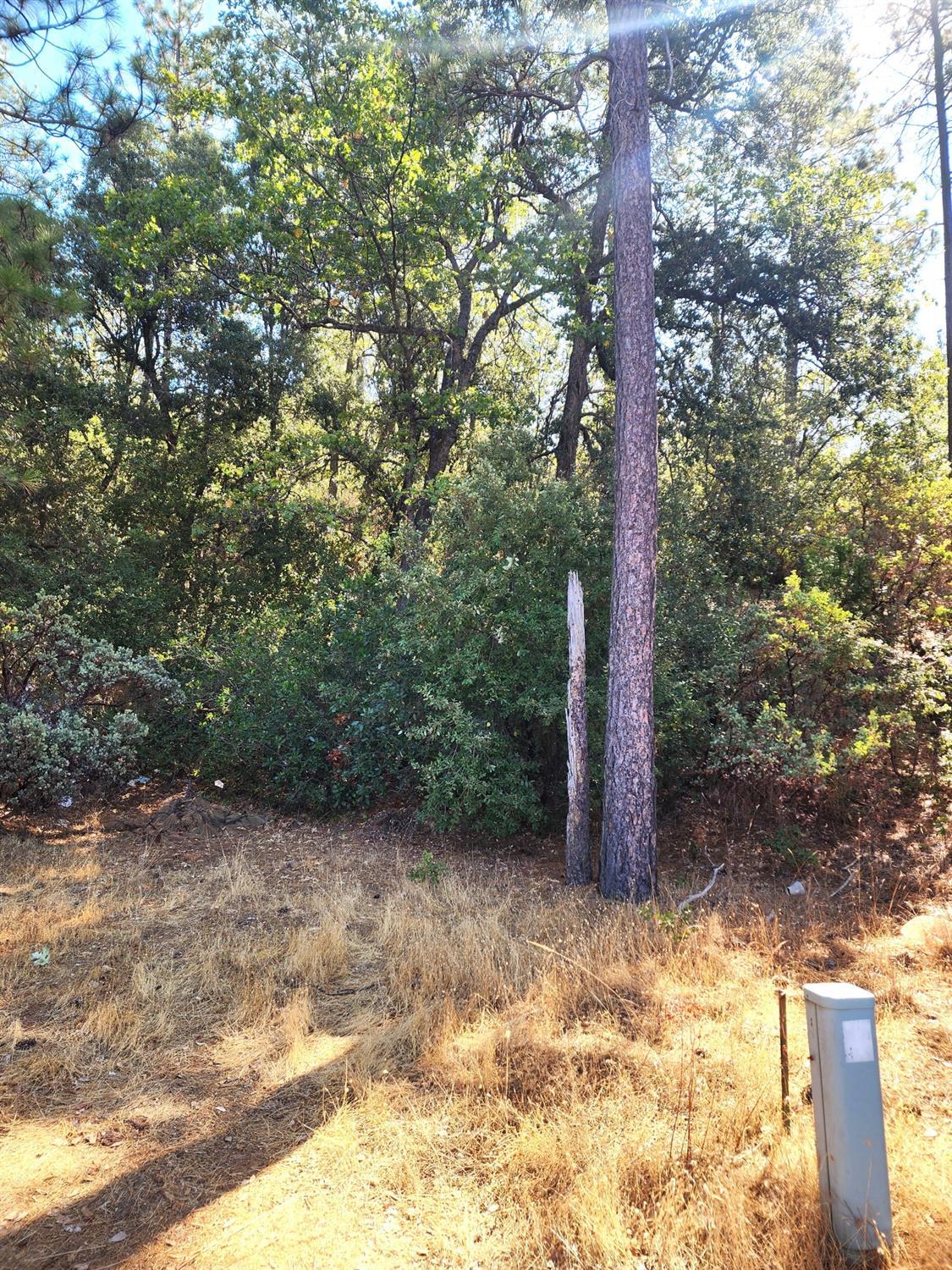 10550 Tabeaud Road Pine Grove, CA 95665 - Photo 3 of 6 a view of a yard with plants and trees