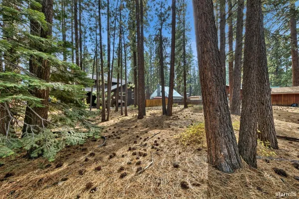 a view of a forest with large trees