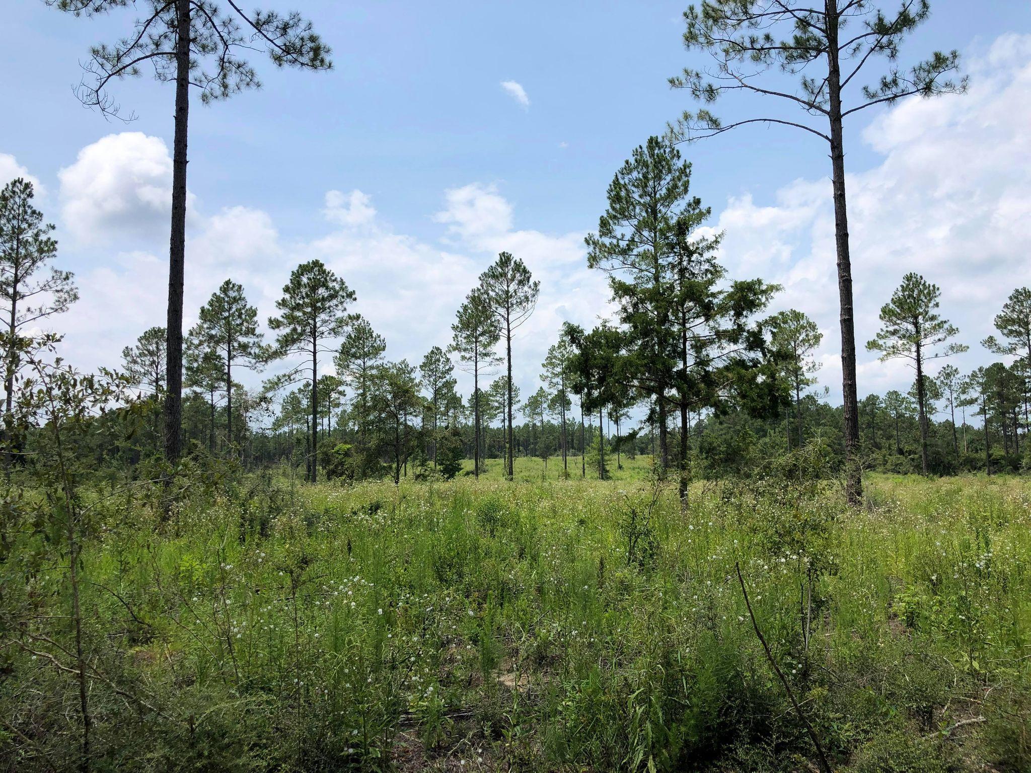 20-acres Buck Tyner Road Laurel Hill, FL 32567 - Photo 1 of 9 bt3