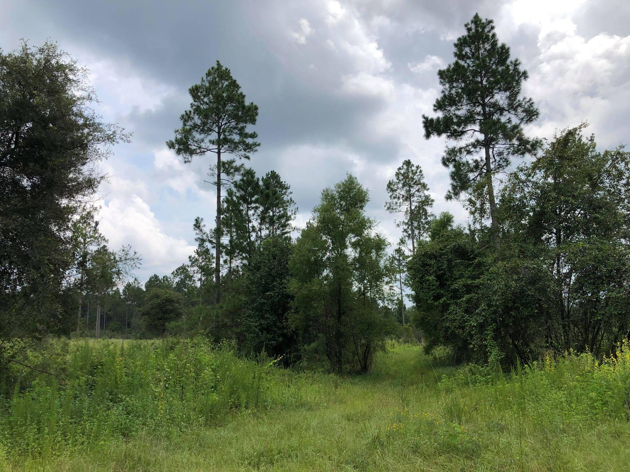 20-acres Buck Tyner Road Laurel Hill, FL 32567 - Photo 2 of 9 bt10