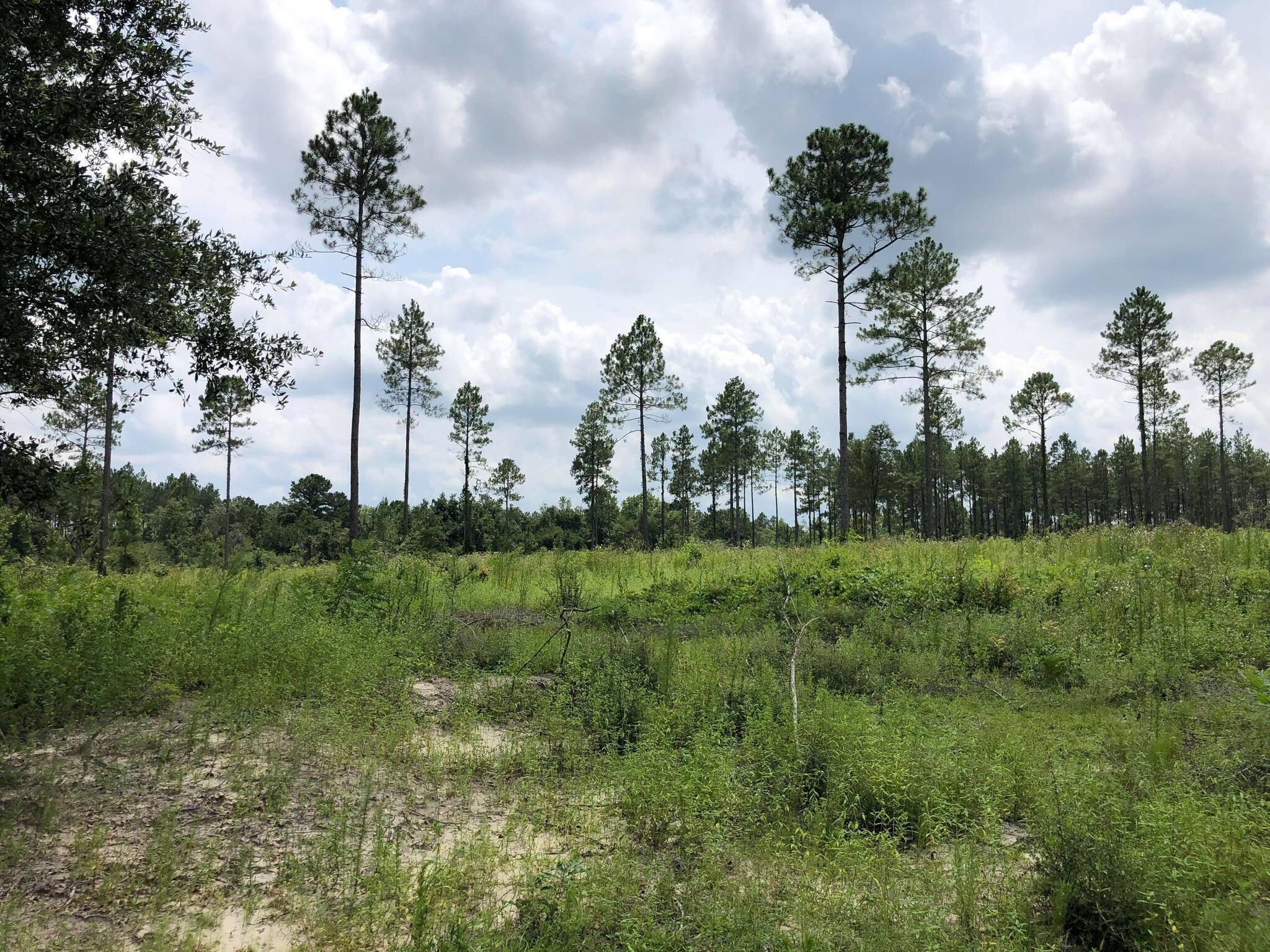 20-acres Buck Tyner Road Laurel Hill, FL 32567 - Photo 3 of 9 bt9