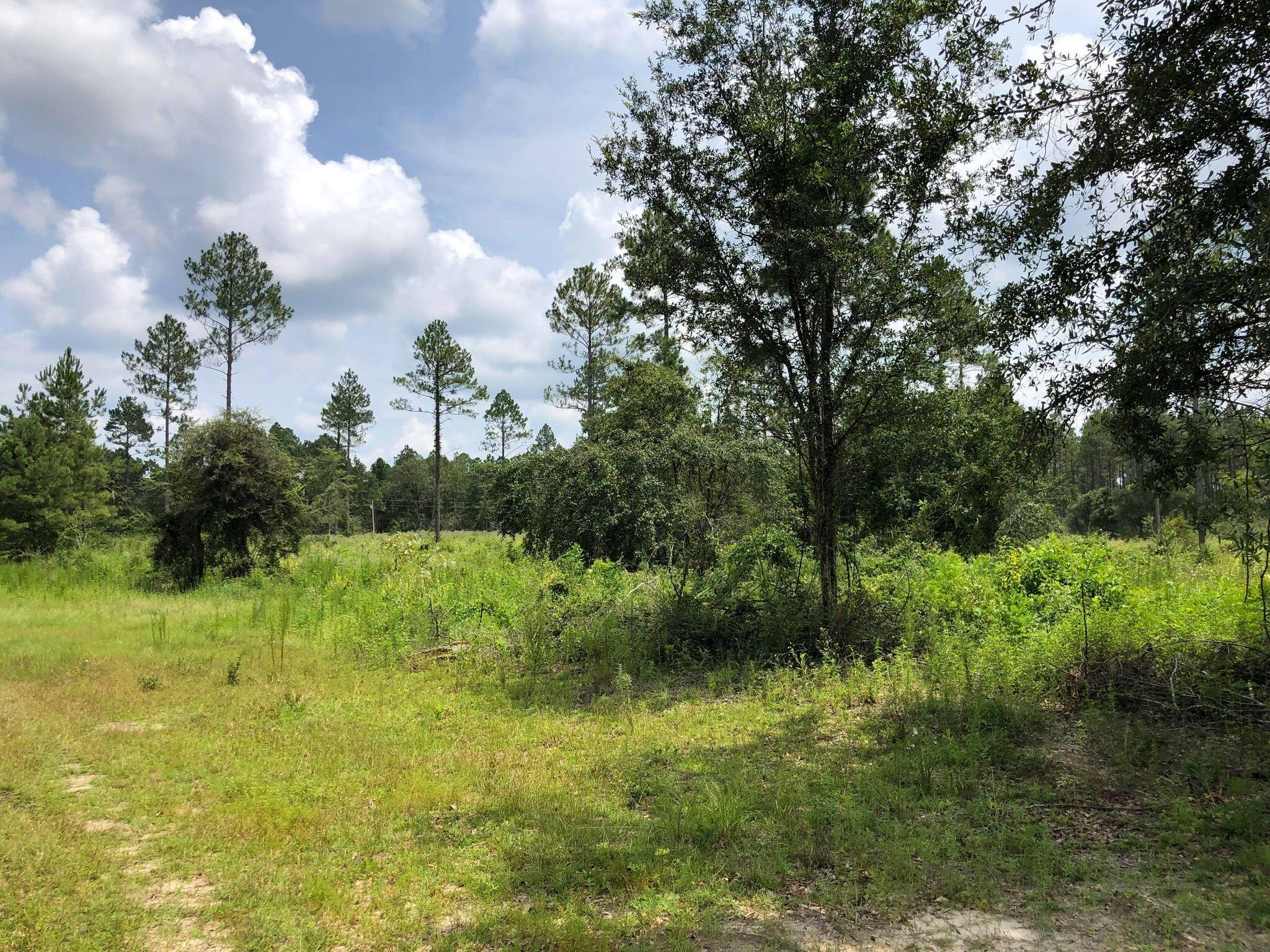 20-acres Buck Tyner Road Laurel Hill, FL 32567 - Photo 4 of 9 bt8