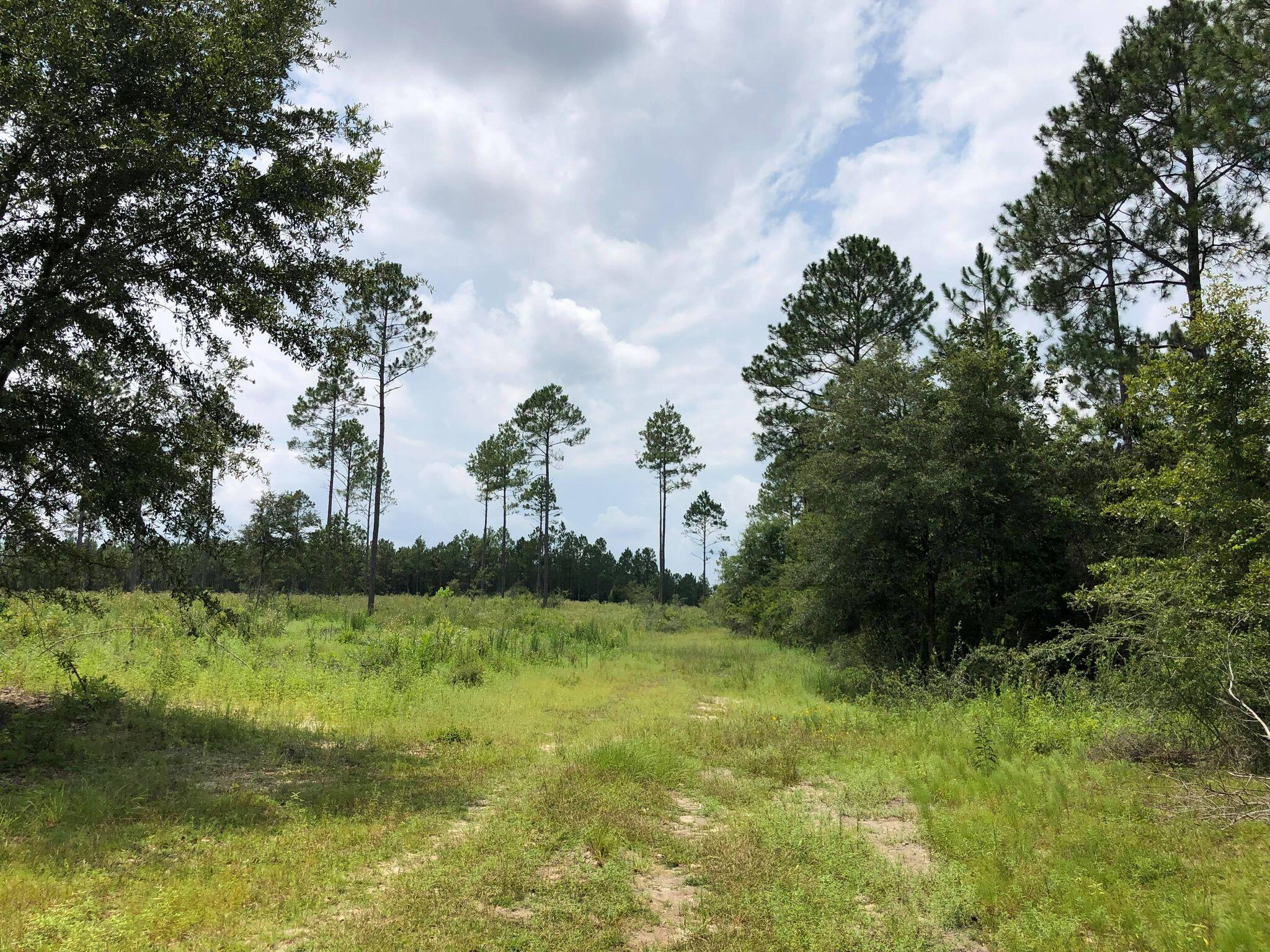20-acres Buck Tyner Road Laurel Hill, FL 32567 - Photo 5 of 9 bt7
