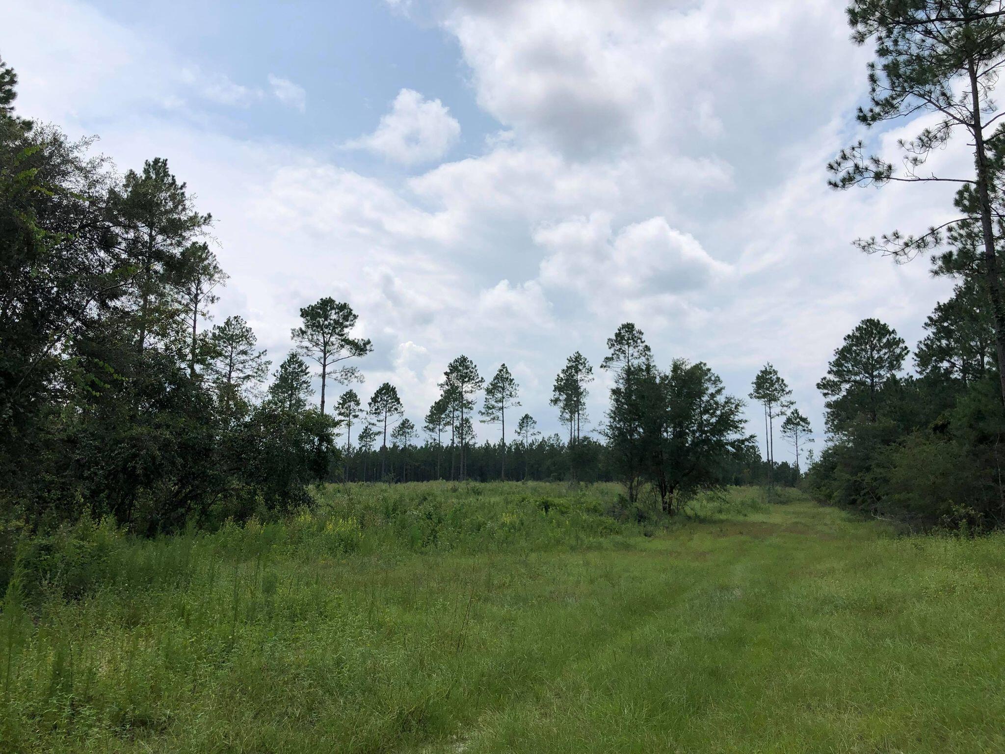 20-acres Buck Tyner Road Laurel Hill, FL 32567 - Photo 6 of 9 bt6