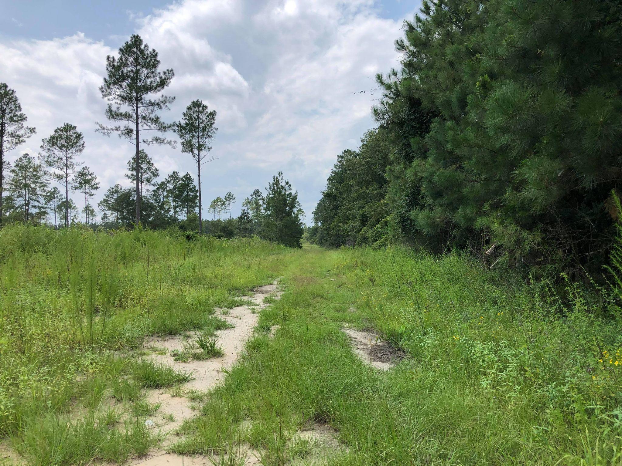 20-acres Buck Tyner Road Laurel Hill, FL 32567 - Photo 7 of 9 bt5