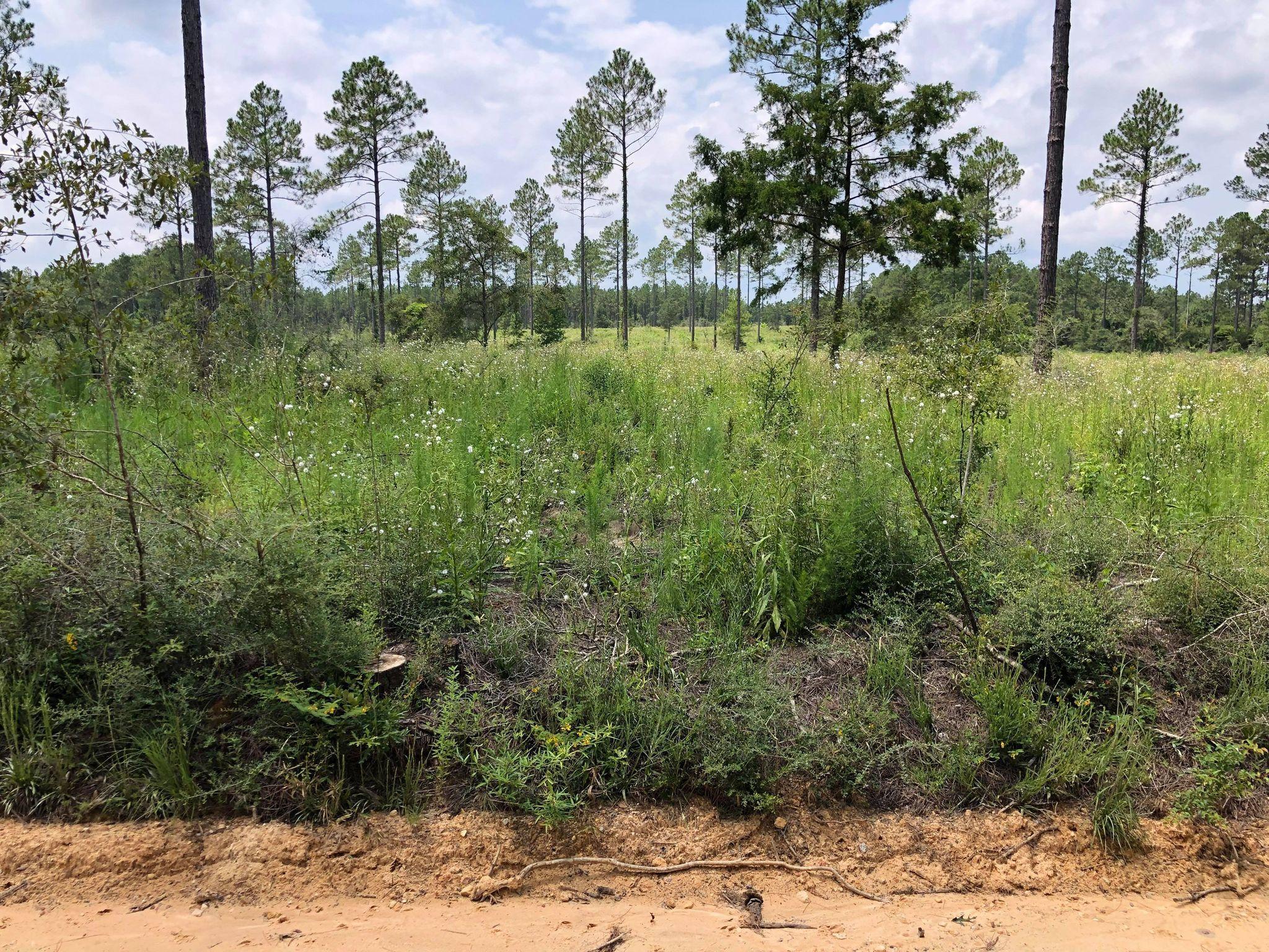 20-acres Buck Tyner Road Laurel Hill, FL 32567 - Photo 8 of 9 bt4