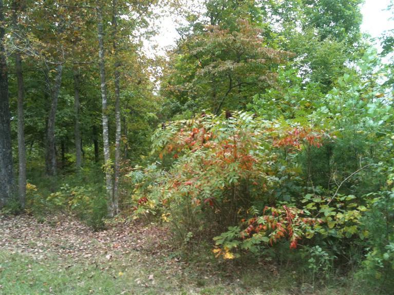 0 Ridge Road Russell Springs, KY 42642 - Photo 6 of 9 Additional Photo