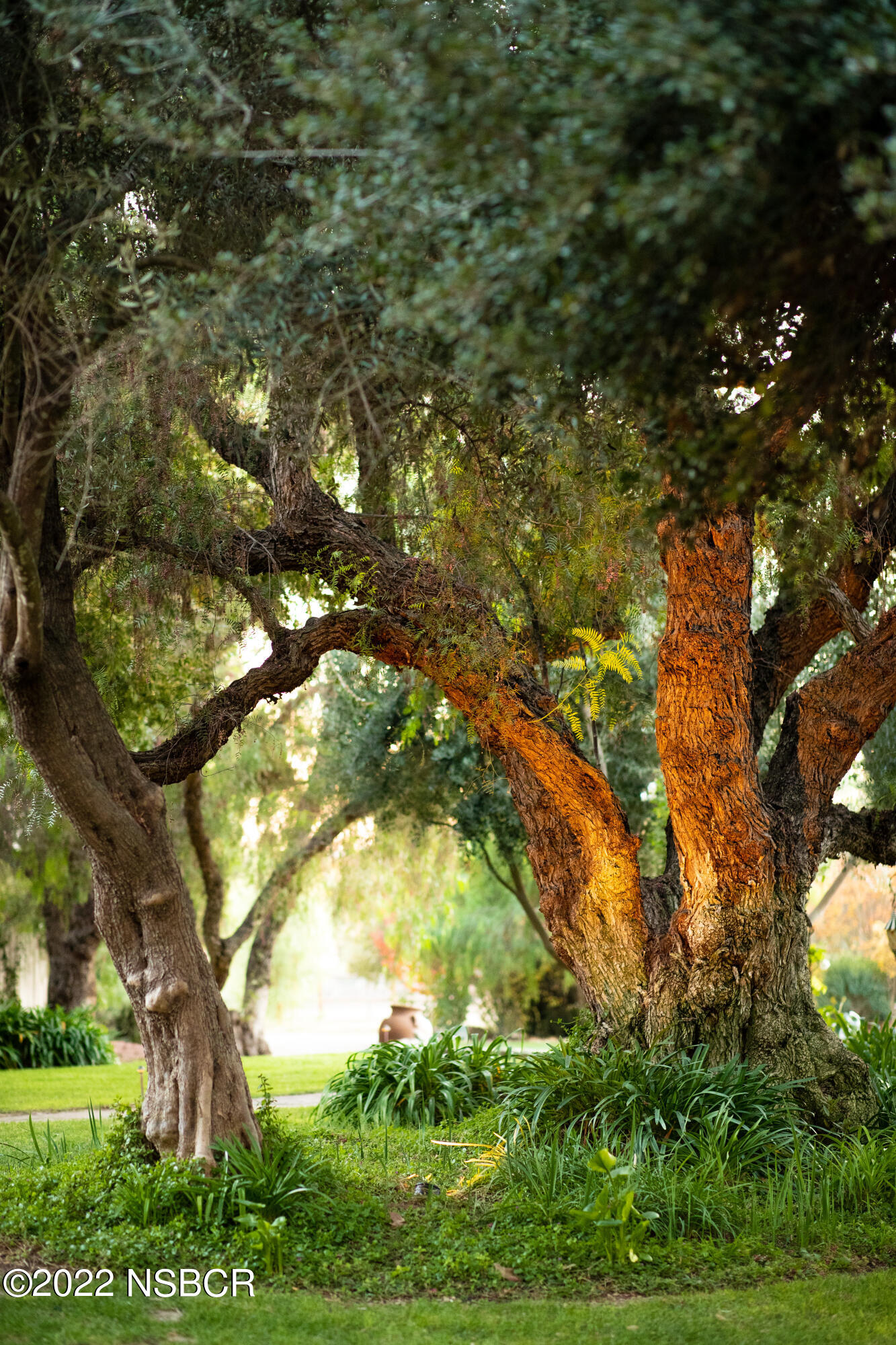 2006 North Refugio Road Santa Ynez, CA 93460 - Photo 24 of 38 Pepper Trees