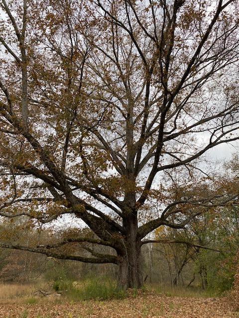 1639 Tennga Gregory Road Crandall, GA 30711 - Photo 39 of 53 IMG_0330