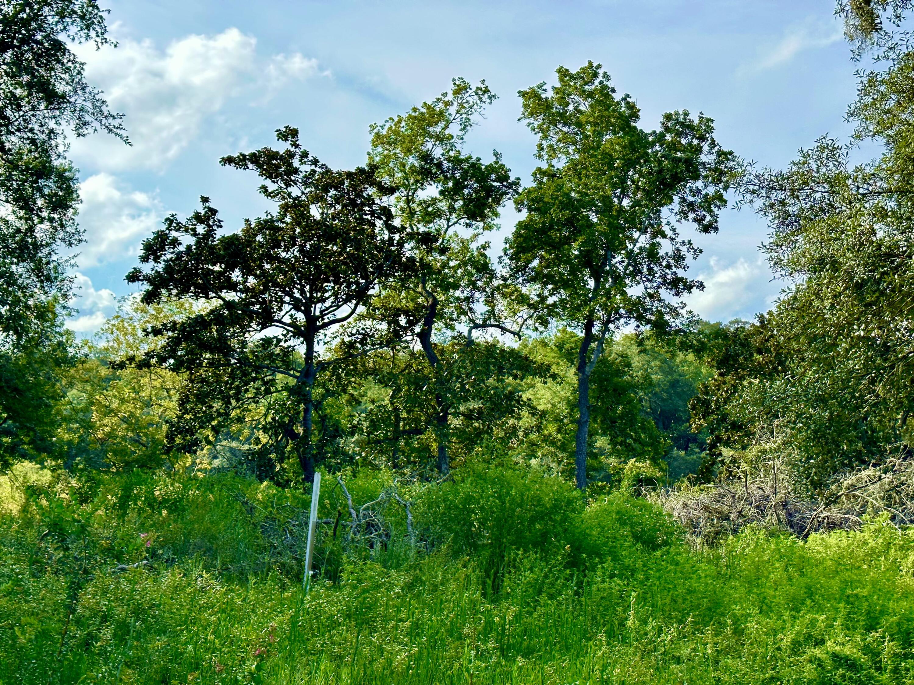 630 Satsuma Road Niceville, FL 32578 - Photo 11 of 15 a backyard of a house with lots of green space