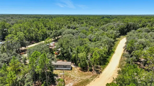 a view of a yard in a forest