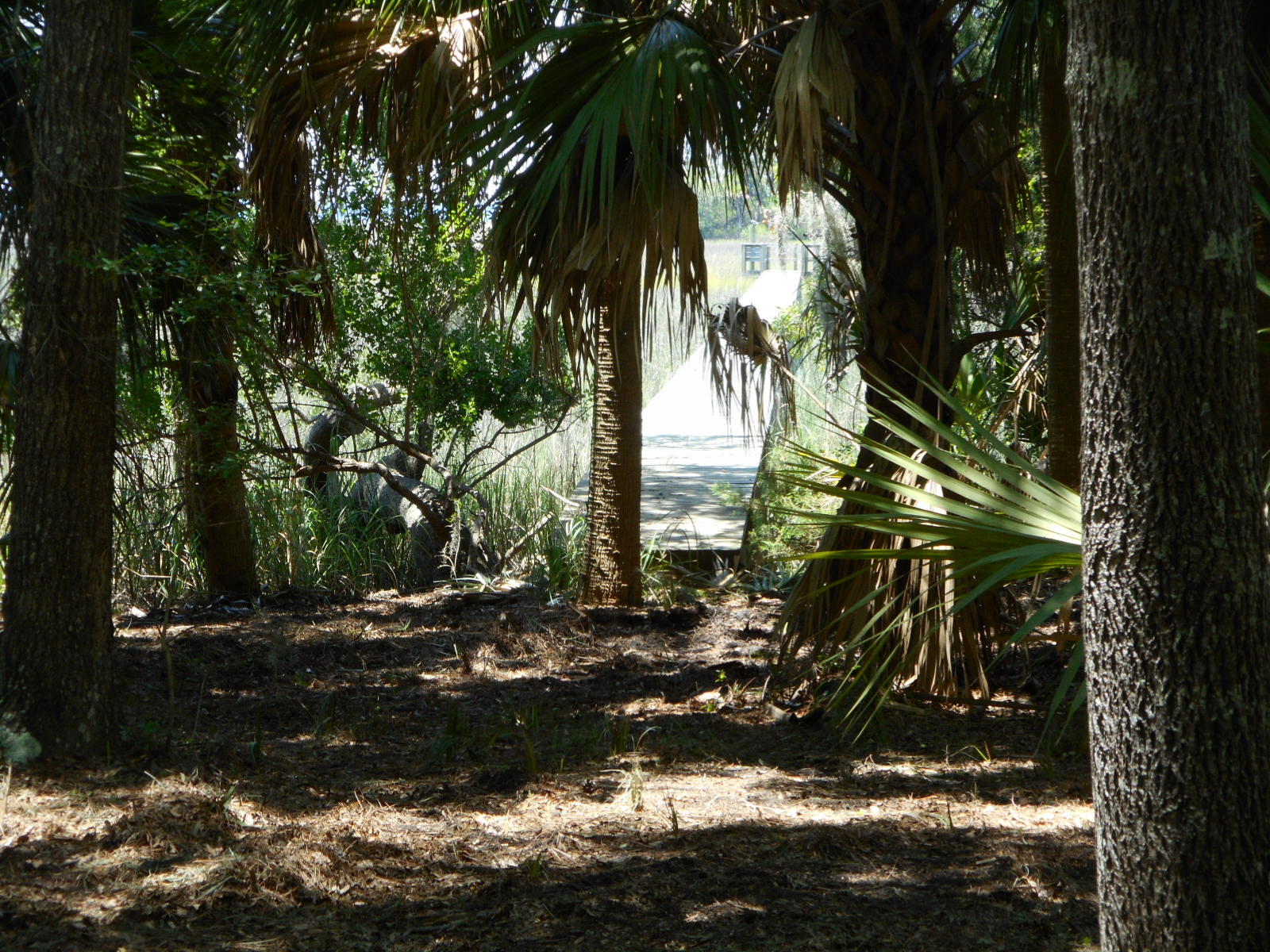 8-a-e Palmetto Road Edisto Island, SC 29438 - Photo 11 of 20 DSCN4524