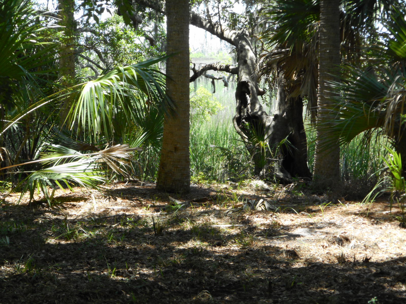 8-a-e Palmetto Road Edisto Island, SC 29438 - Photo 17 of 20 DSCN4526